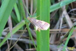 Image of Gold Triangle