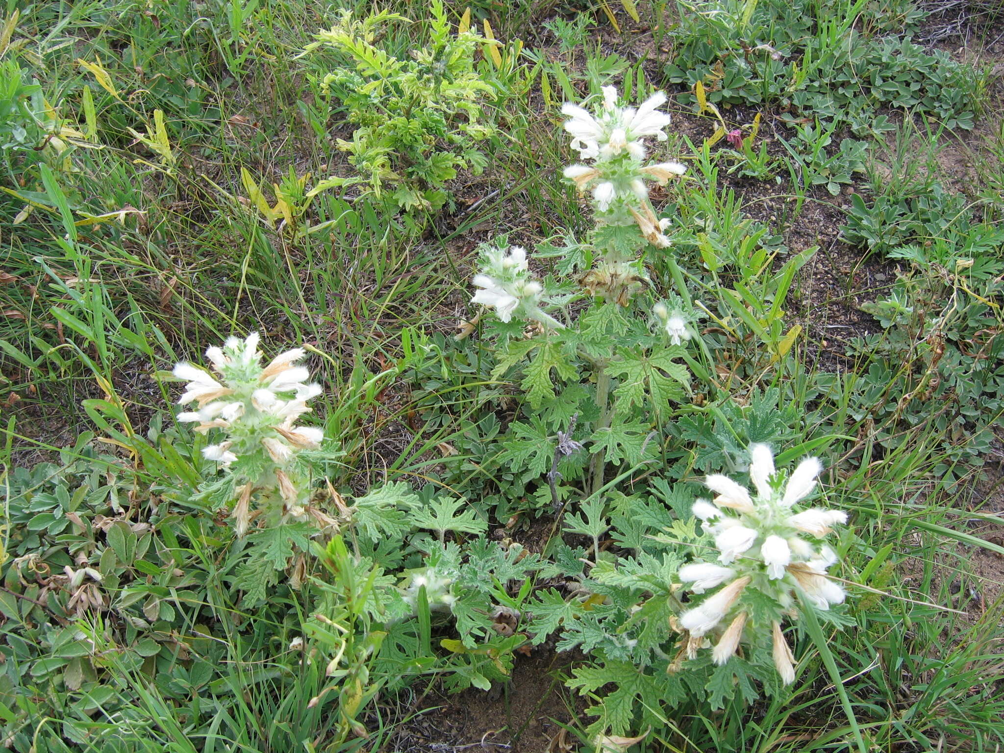 Image of Panzerina lanata (L.) Soják