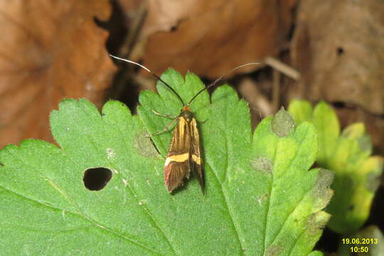 Imagem de Nemophora degeerella Linnaeus 1758