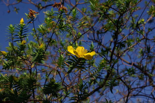 Image of Hypericum revolutum Vahl