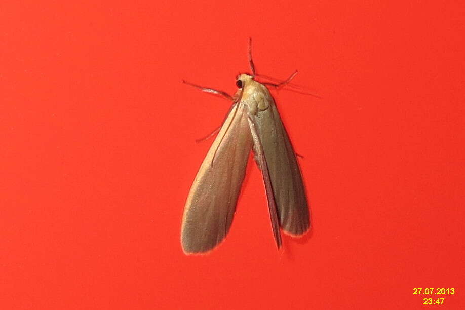 Image of common footman