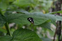 Imagem de Alypia octomaculata Fabricius 1775