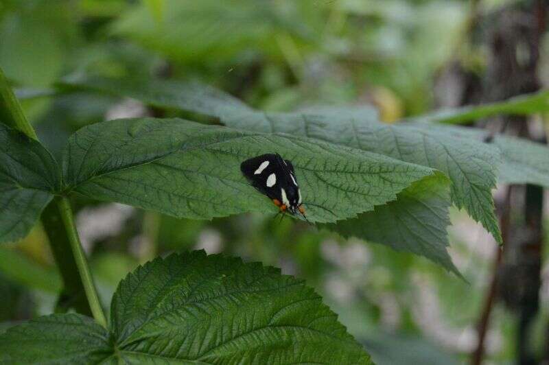 Imagem de Alypia octomaculata Fabricius 1775