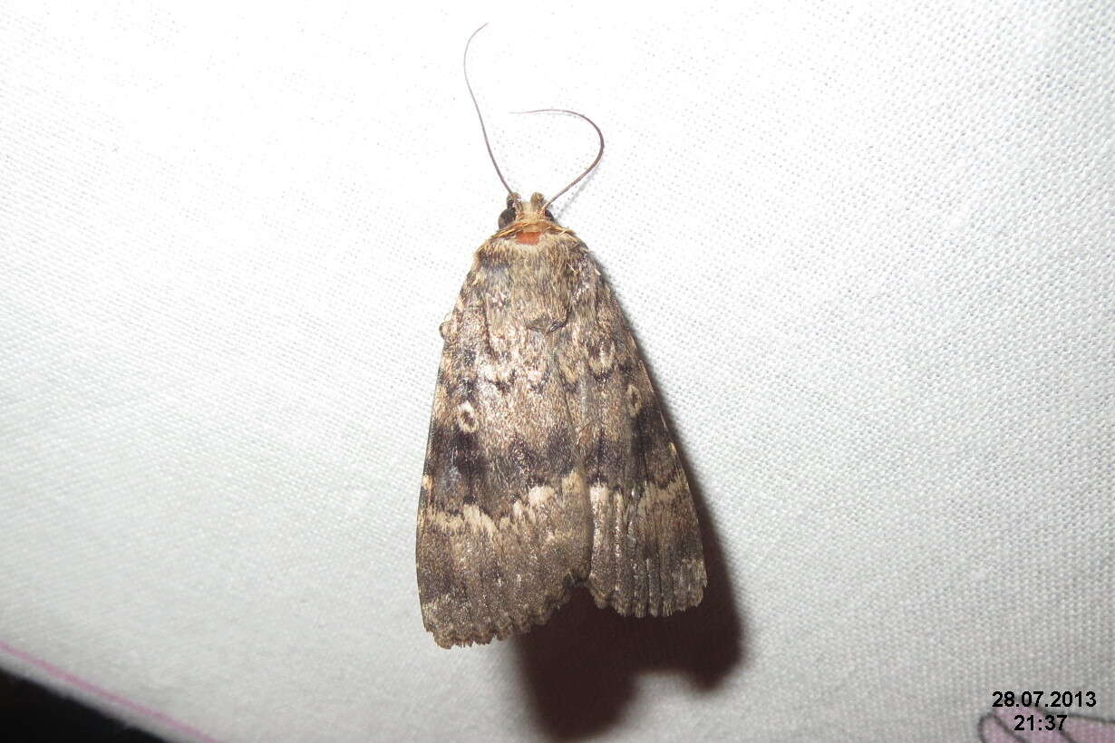 Image of copper underwing