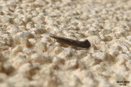 صورة Plutella xylostella Linnaeus 1767