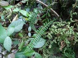 Sivun Asplenium sampsonii Hance kuva