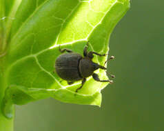 Image of Weevil