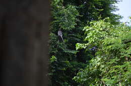 Image of Black-shanked Douc Langur