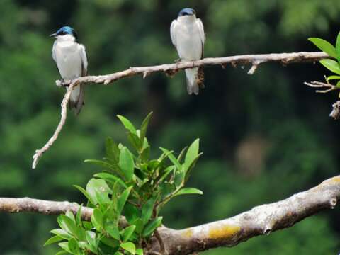 Tachycineta albiventer (Boddaert 1783)的圖片