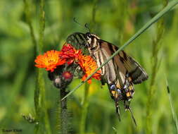 Imagem de Pilosella aurantiaca (L.) Sch. Bip., F. W. Schultz & Sch. Bip.