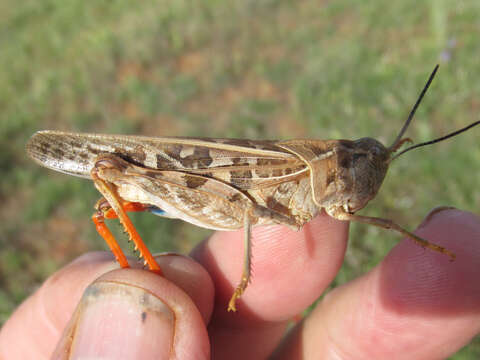 Слика од Pardalophora saussurei (Scudder & S. H. 1892)