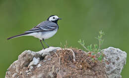 Image of Pied Wagtail and White Wagtail