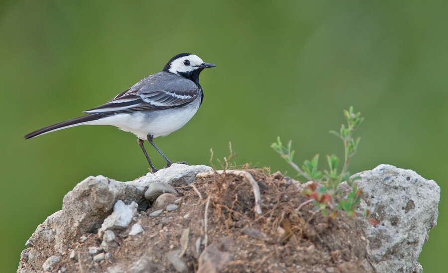 Image of Pied Wagtail and White Wagtail