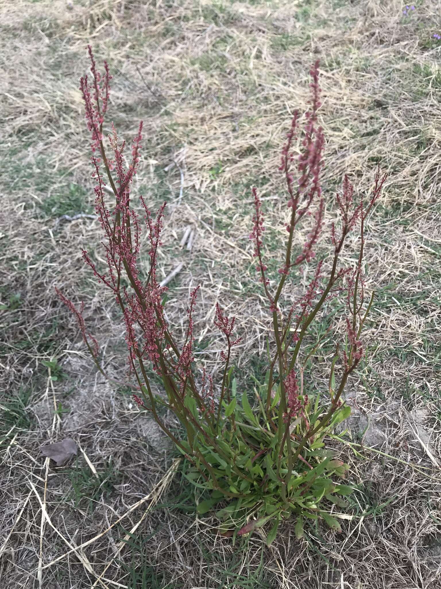 Image de Rumex hastatulus Baldw. apud Ell.