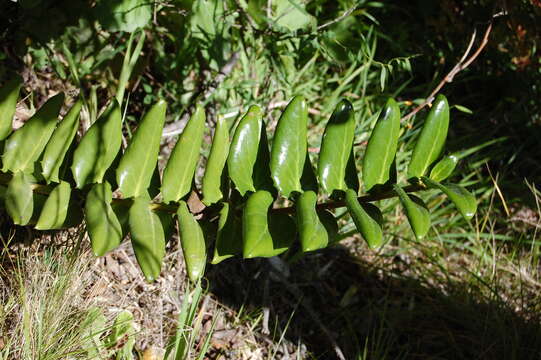 Image of Griselinia scandens (Ruiz & Pav.) Taub.