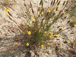 Image of Tagetes subulata Cerv.