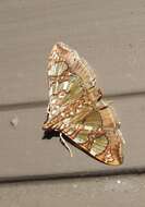 Image of Mulberry Leaftier Moth