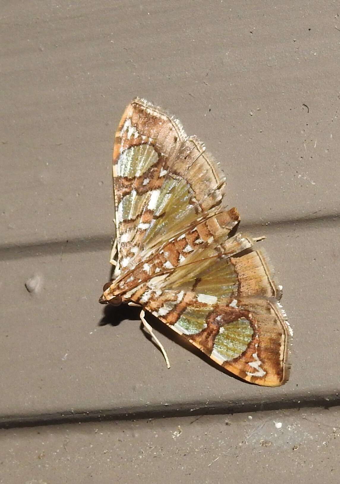 Image of Mulberry Leaftier Moth