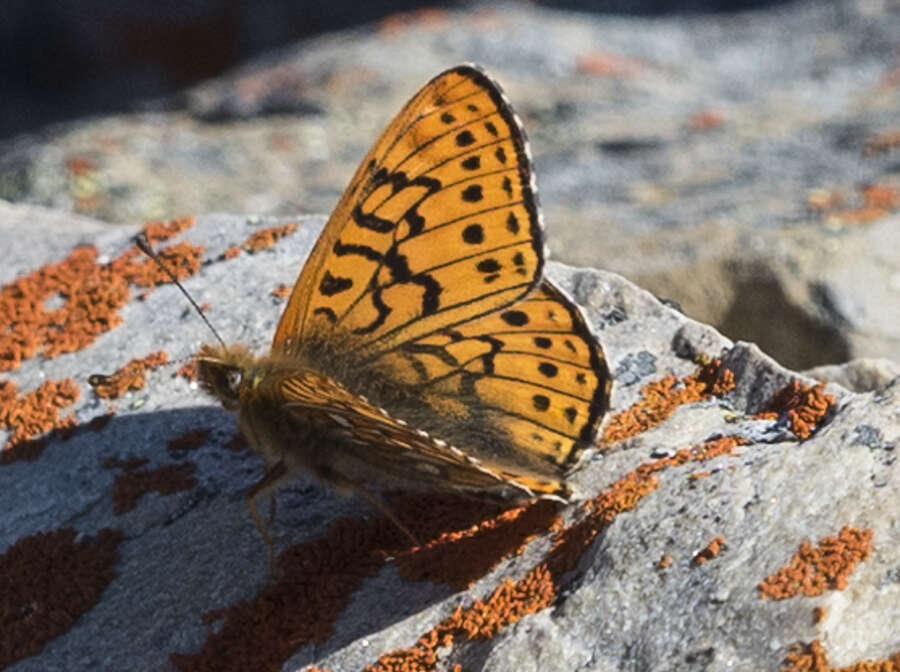 Plancia ëd Boloria astarte astarte