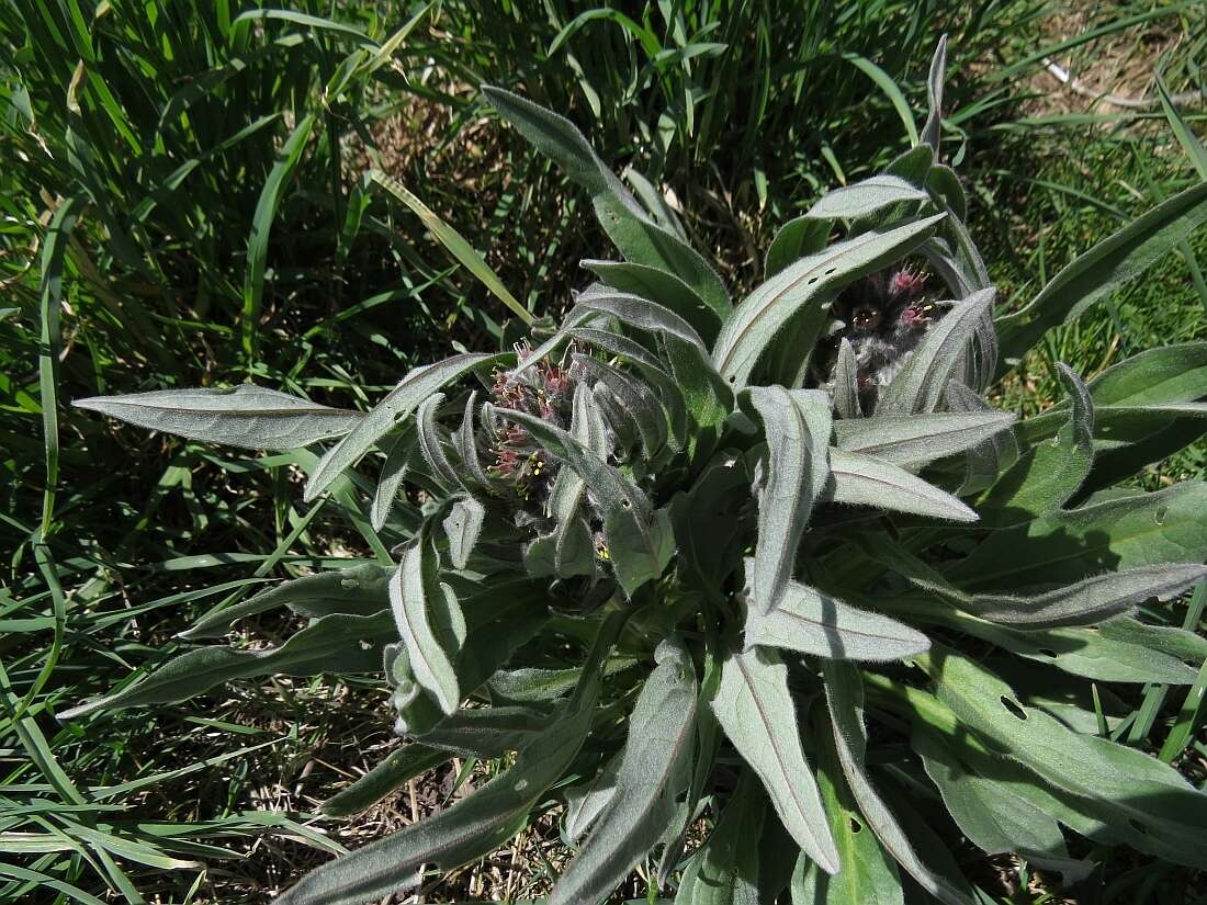 Image of Cynoglossum apenninum L.