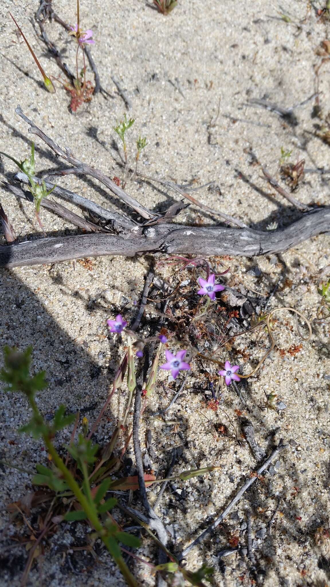 Image of Monterey gilia