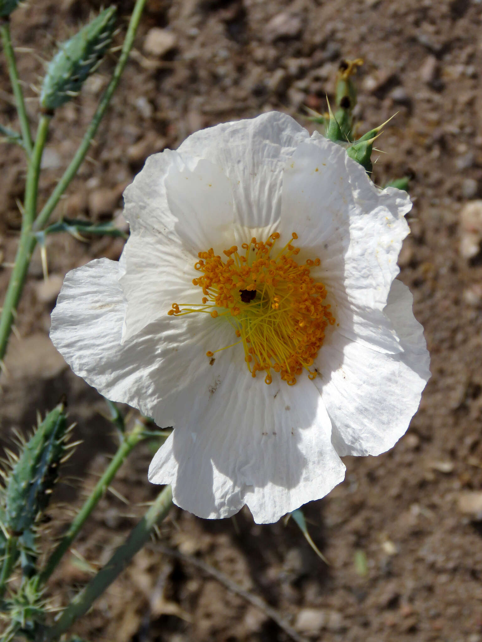 Image of Sonoran pricklypoppy