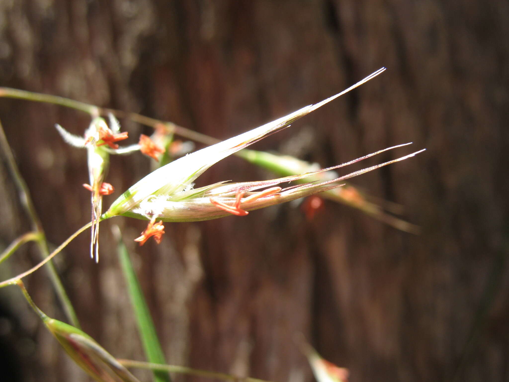 Imagem de Rytidosperma clelandii (Vickery) Connor & Edgar