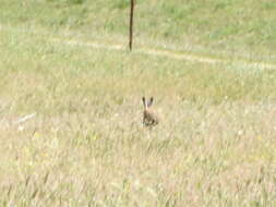 Image of Granada Hare