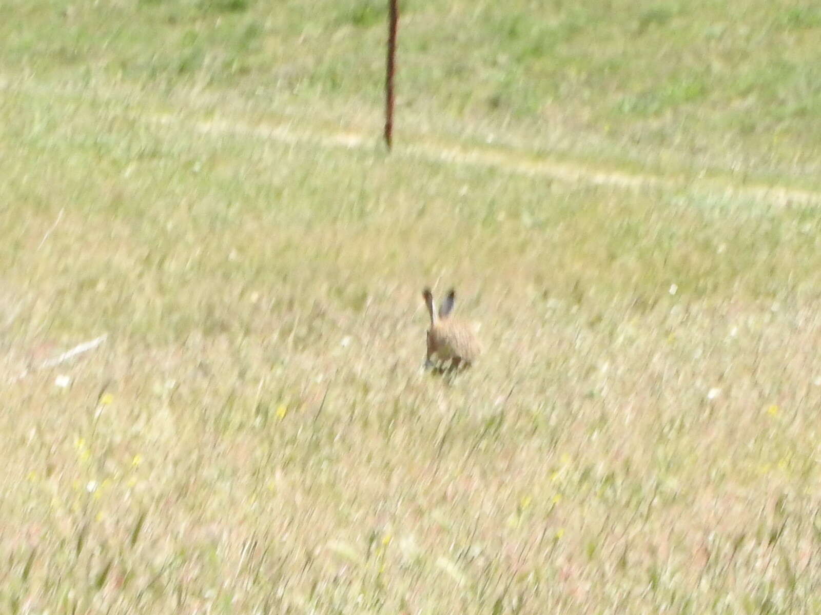 Image of Granada Hare