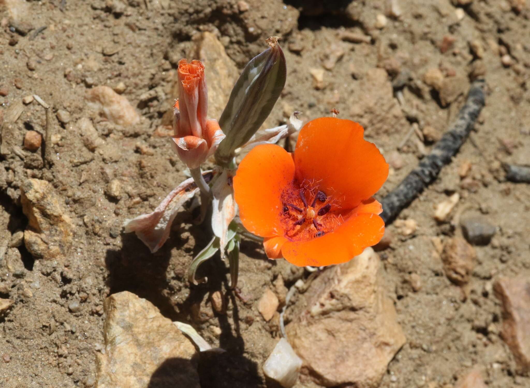 Imagem de Calochortus kennedyi Porter