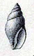 Image of Obesotoma simplex (Middendorf 1849)