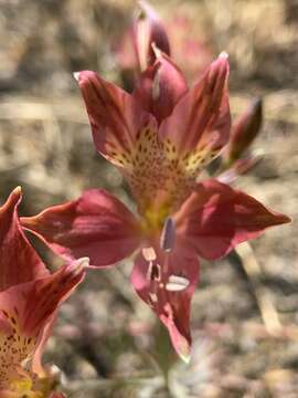 Image of Alstroemeria hookeri Sweet