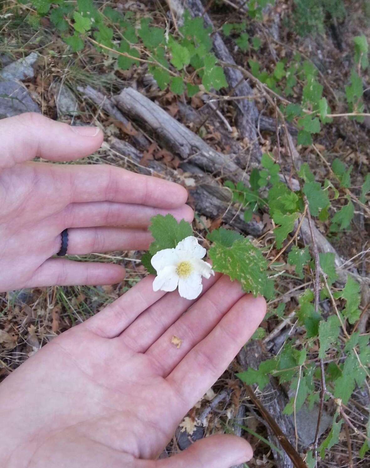 Image de Rubus neomexicanus A. Gray