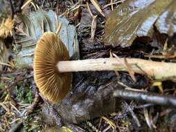 Image of Inocybe cinnamomea A. H. Sm. 1941