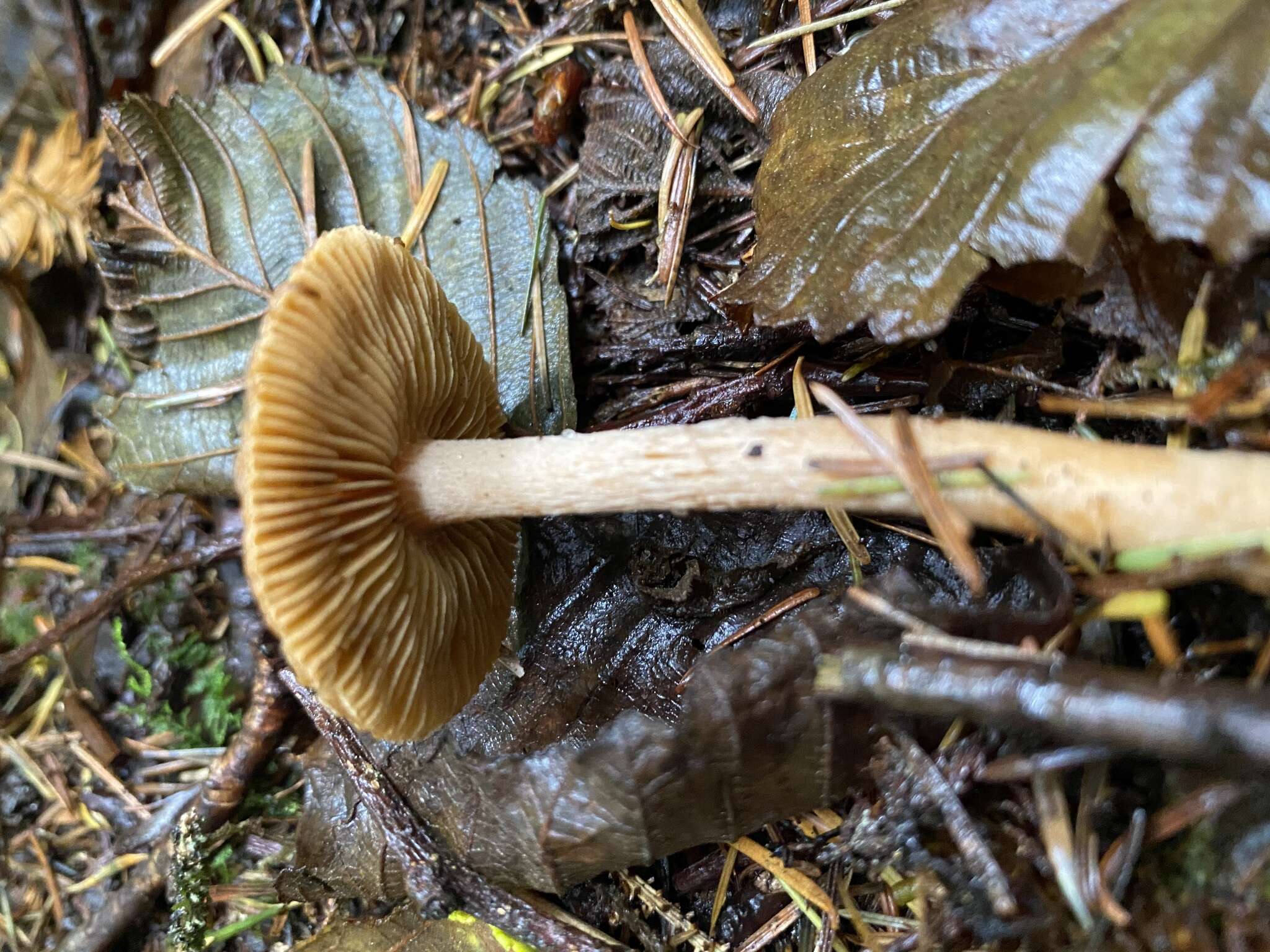 Image of Inocybe cinnamomea A. H. Sm. 1941