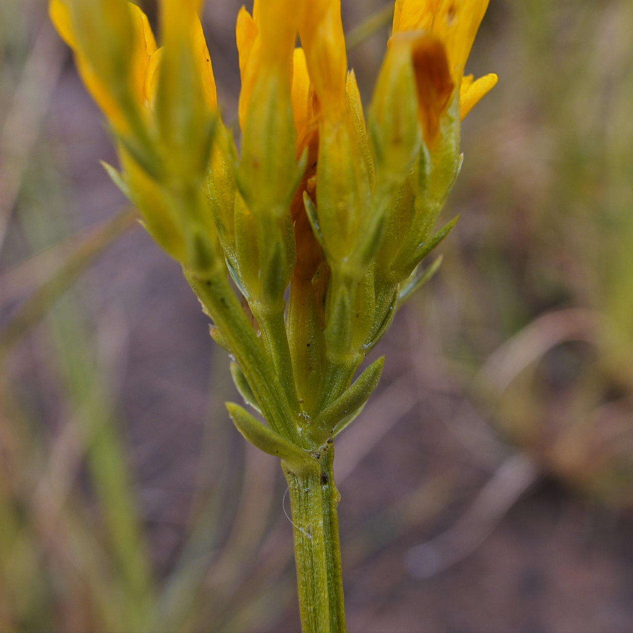 Image of Sebaea natalensis (Schinz) Schinz