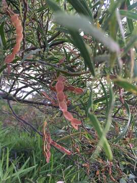 Image of Acacia rostellifera Benth.