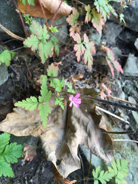 Image of Herb-Robert