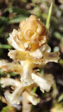 Image of oxtongue broomrape