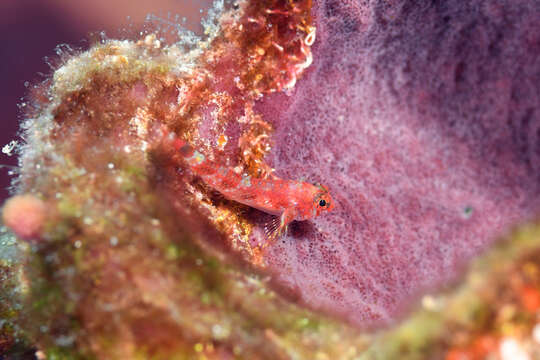 Image of Matador triplefin