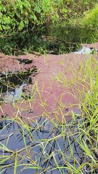 صورة Azolla filiculoides subsp. cristata (Kaulf.) Fraser-Jenk.