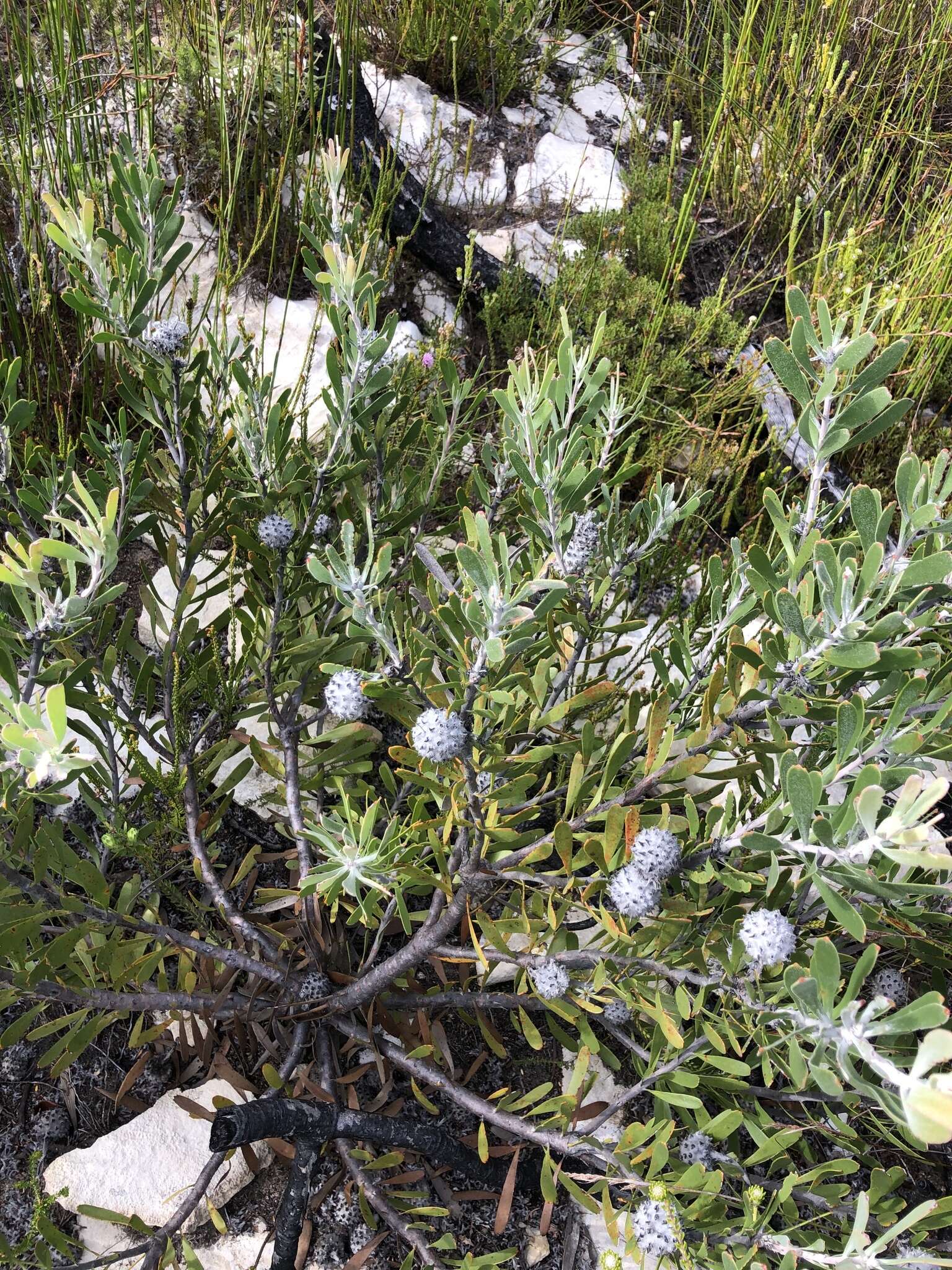 Image of Leucospermum truncatum (Buek ex Meissn.) Rourke