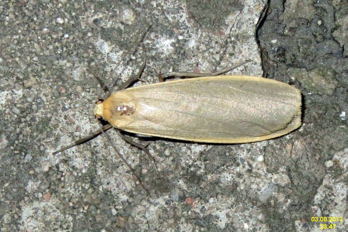 Image of common footman