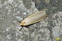 Image of common footman