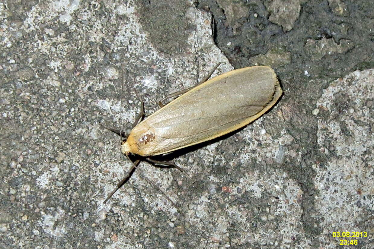 Image of common footman