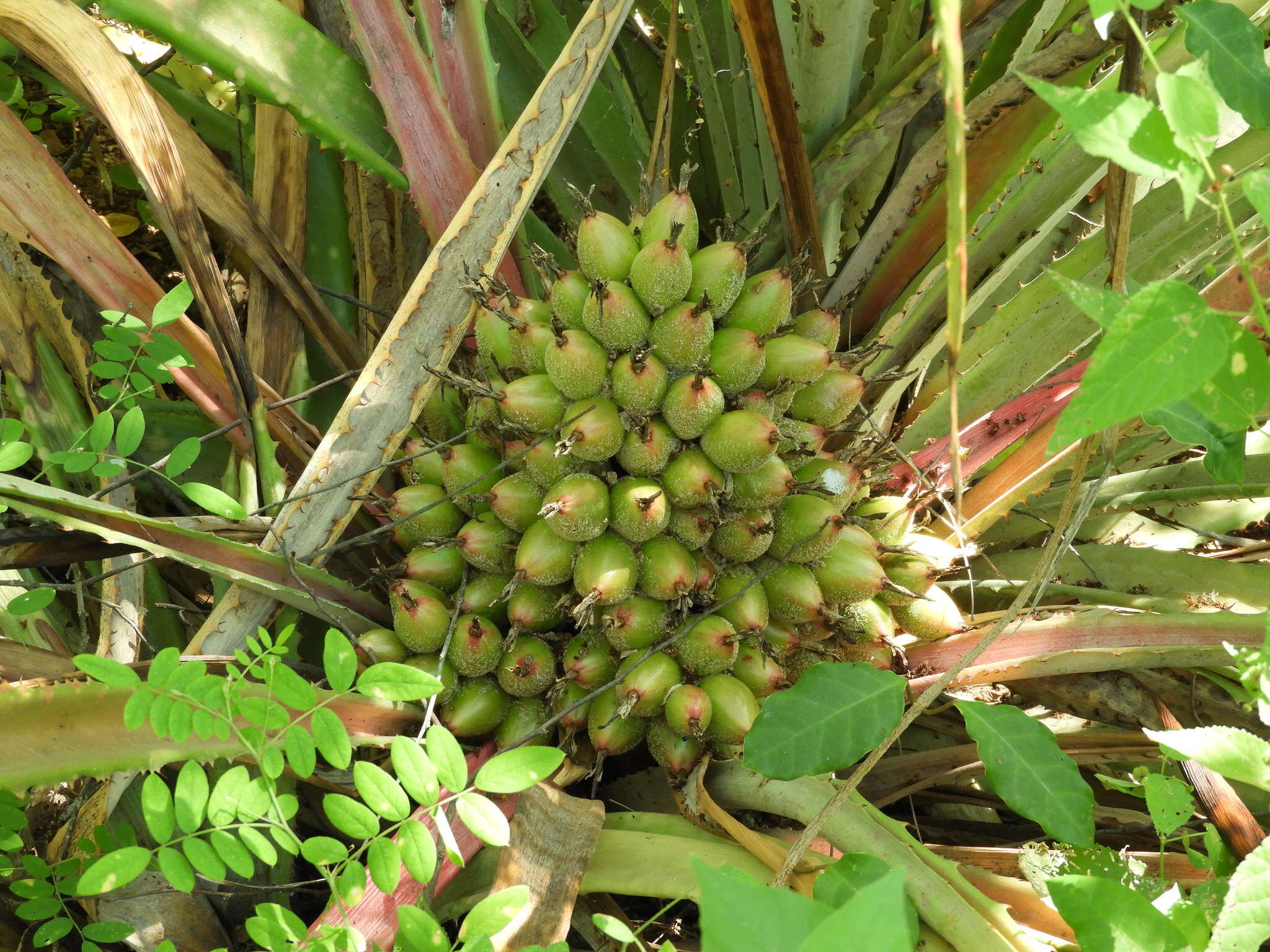 Image of Bromelia hemisphaerica Lam.