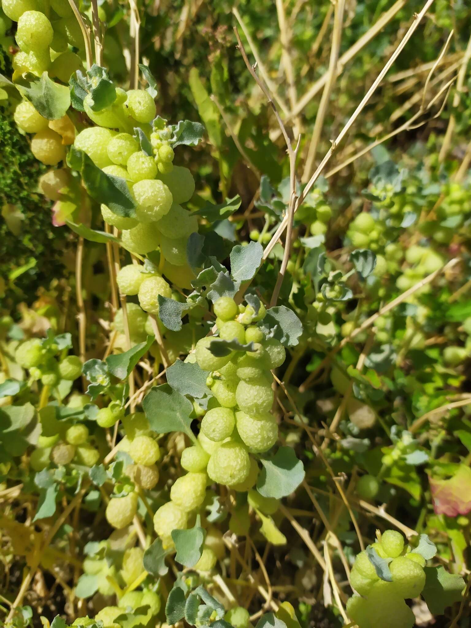 Plancia ëd Atriplex holocarpa F. Müll.