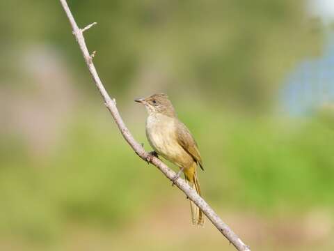 Image of Streak-eared Bulbul