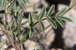 Image of Emory's milkvetch