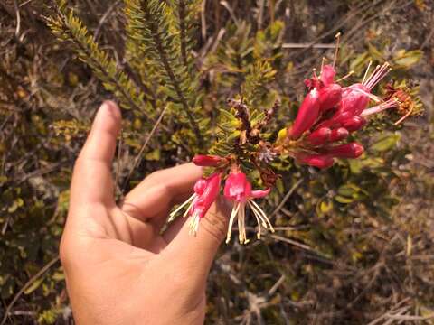 Image of Bejaria resinosa Mutis ex L. fil.